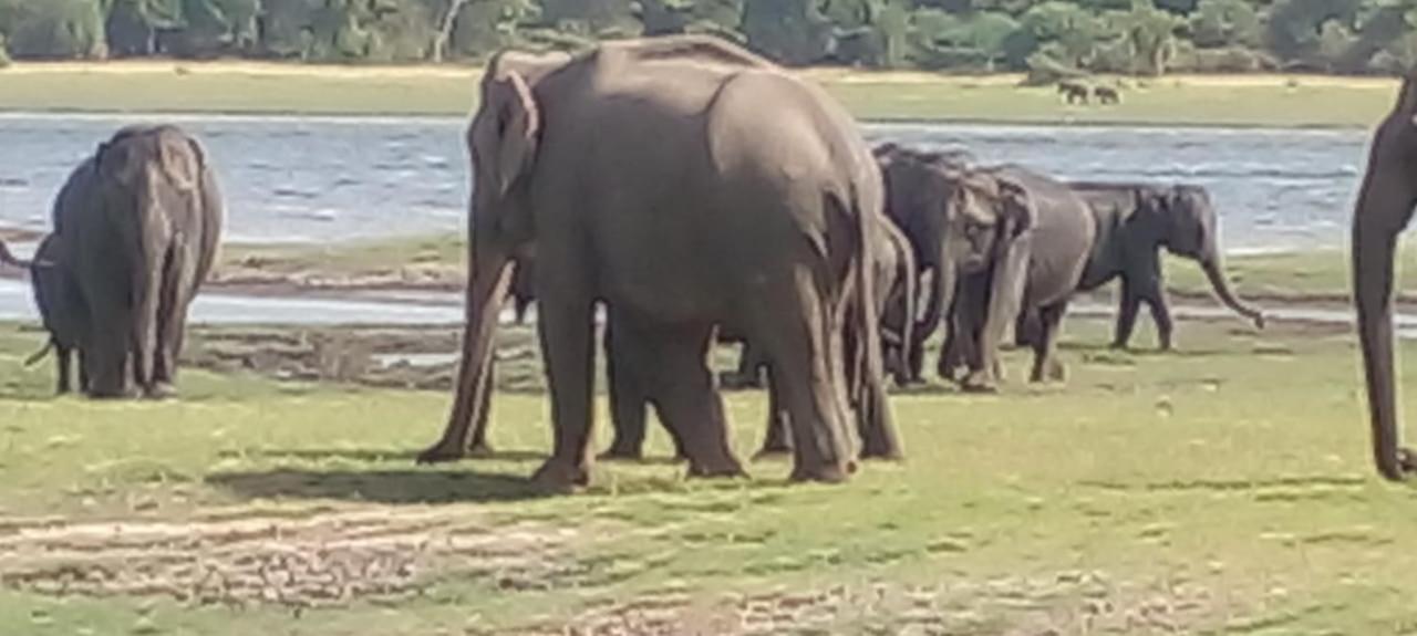 Kithmi Resort Polonnaruwa Exteriör bild